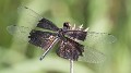 Rhyothemis braganza female (6 of 8)